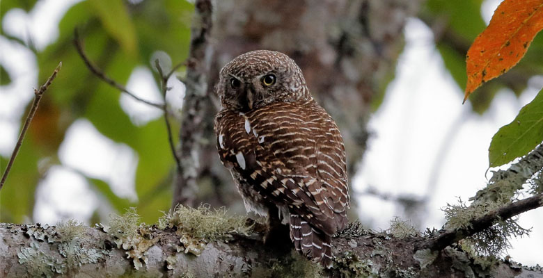 You will sight Asian-barred Owlet in Gasa