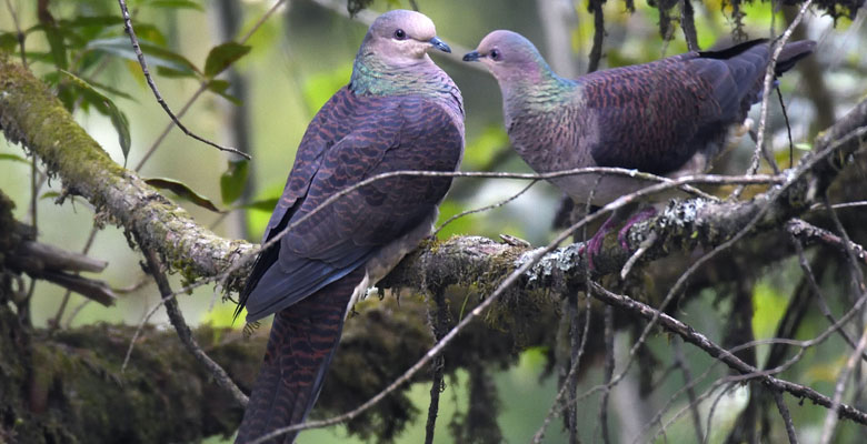 Barred Cuckoo Dove