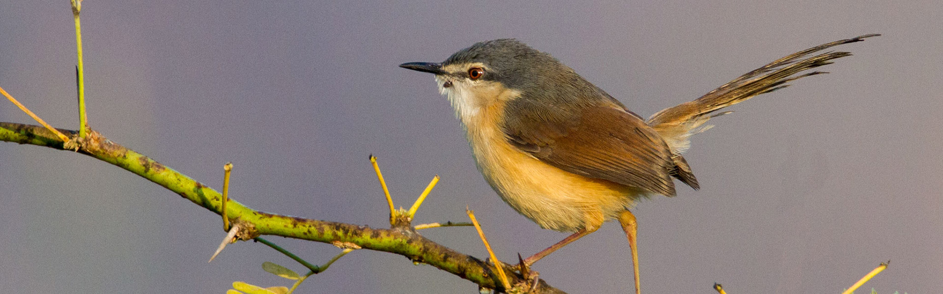 Bhutan Bird Watching Tour: Go for Bhutan for Birding Adventure