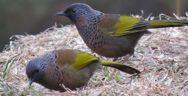 More birds can be found in East Bhutan