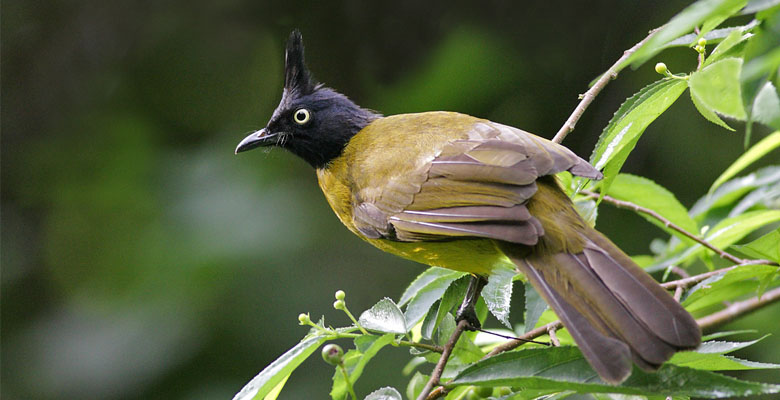 Birding Black-crested Bulbul in Tsirang