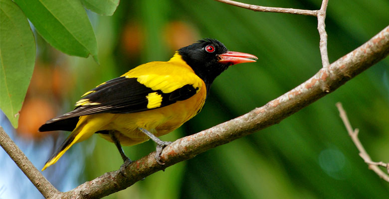 Black-hooded Oriole