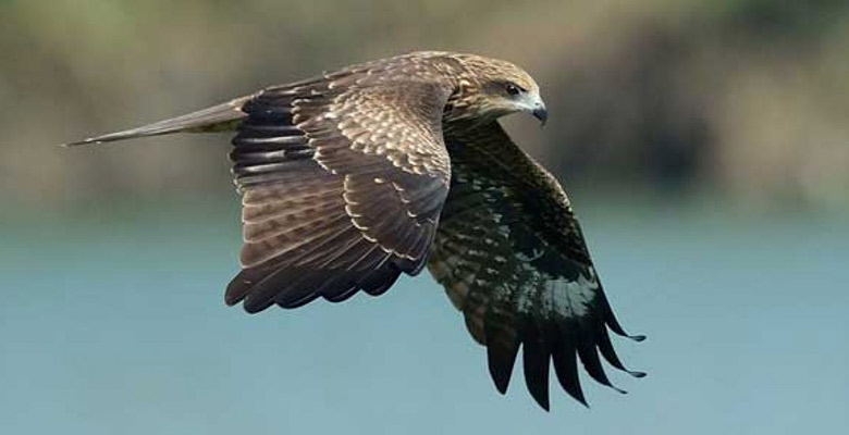 Arrive in Bagdogra and find Black Kite