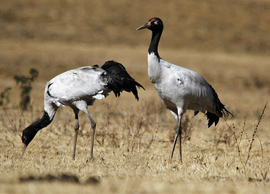 Black-necked Crane