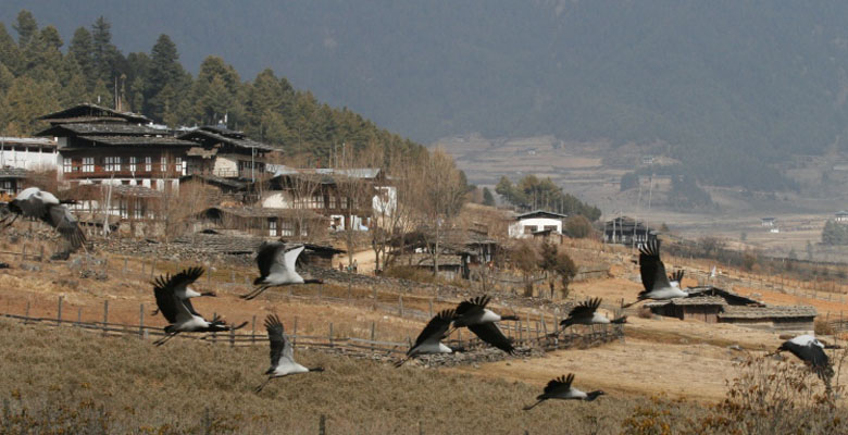 Black-necked Cranes come to Phobjikha Valley for the winter months