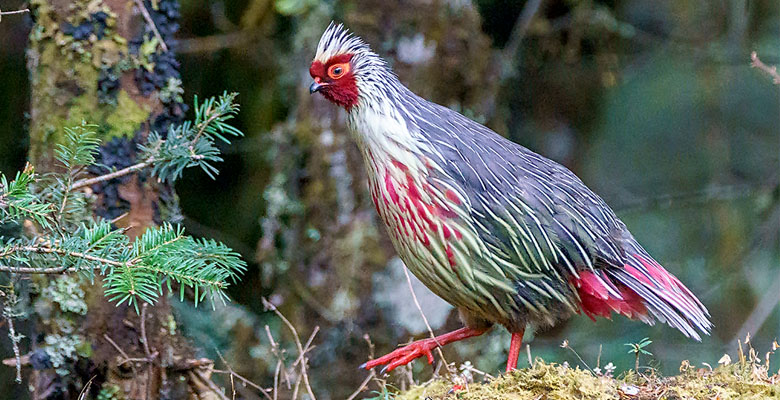 Blood Pheasant