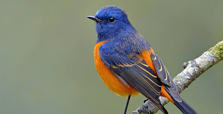 Hike to Tiger's Nest Monastery to find birds