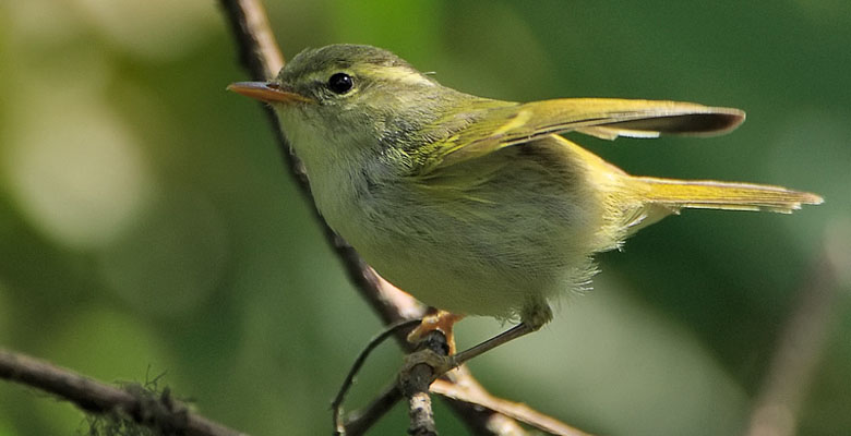 Appreciate Blyth’s Leaf Warbler in Thimphu