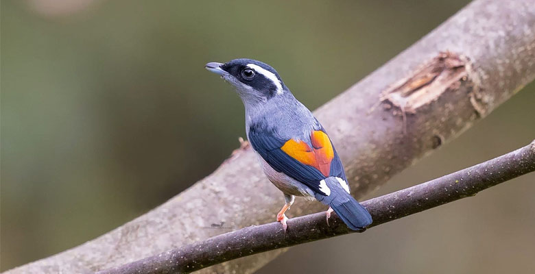 Bhutan Bird Watching Tour for Blyth’s Shrike Babbler