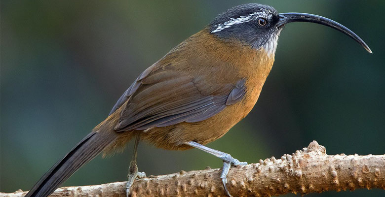 Coral-billed Scimitar Babbler