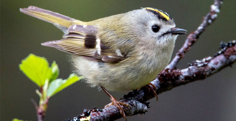 Explore the forests in Zhemgang and sight White-throated Laughing thrush