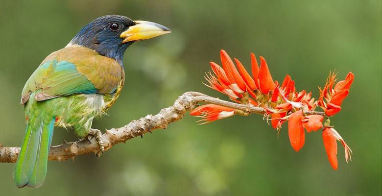 explore the stunning valley and sight Great Barbet