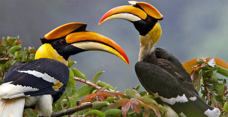 Rufous-necked Hornbill