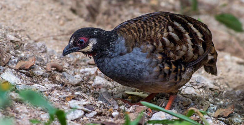 Birding Hill Partridge in Thimphu