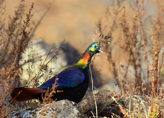 Himalayan Monal in Bhutan