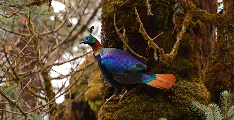 Cross Chelela Pass to spot Himalayan Monal