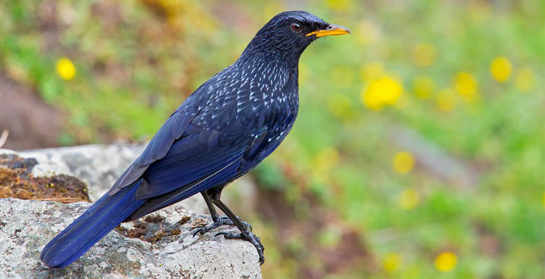 Find Himalayan Whistling Thrush in Paro valley