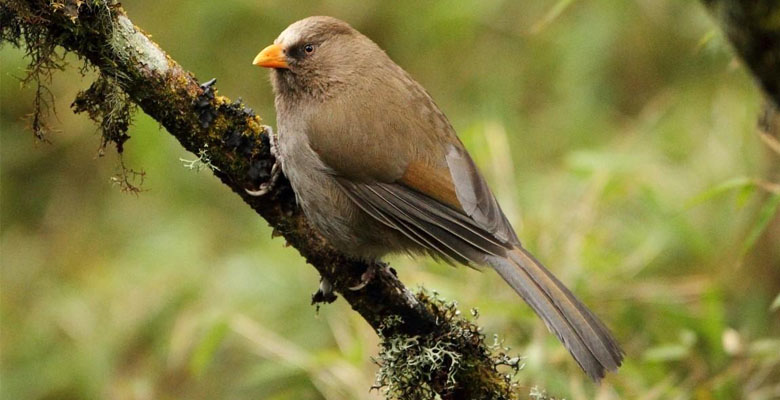 You can see Great Parrotbill in eastern Bhutan