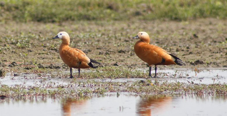 Get to Jigme Dorji National Park to spot Ruddy Shelduck