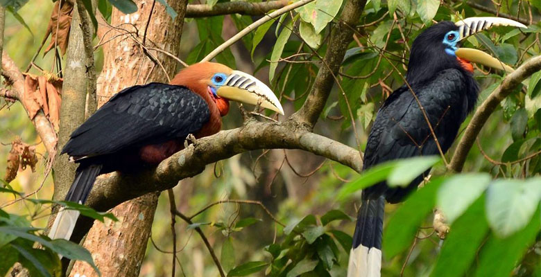 Rufous-necked Hornbil