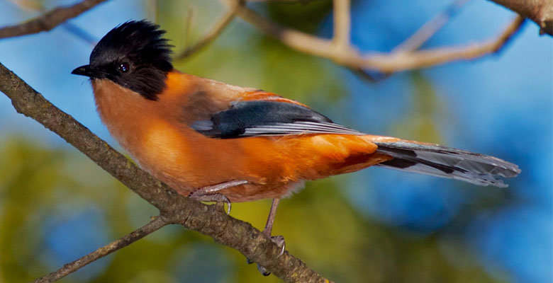 Find a Rufous Sibia in hike to Tiger's Nest Monastery