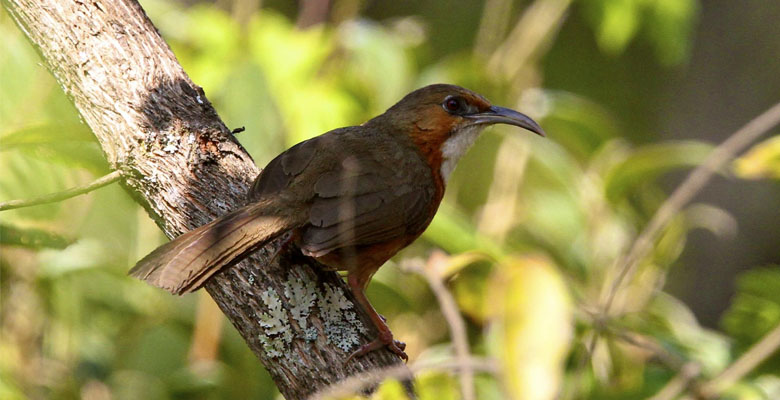 Rusty-cheeked Scimitar Babblers