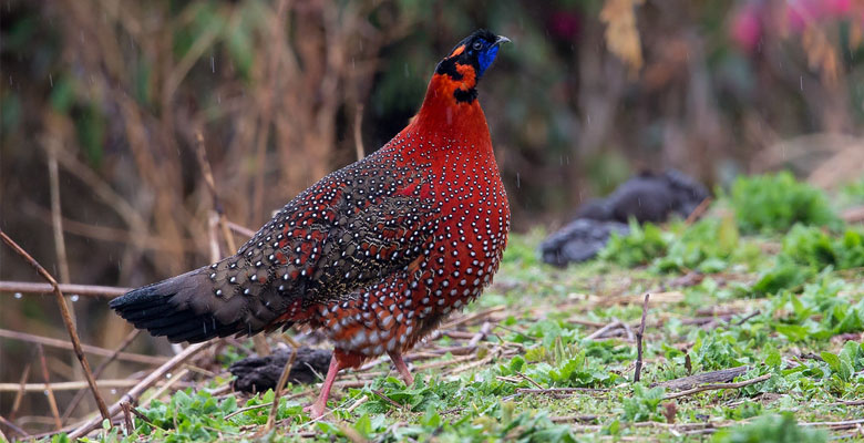 Sight Satyr Tragopan in Paro Valley