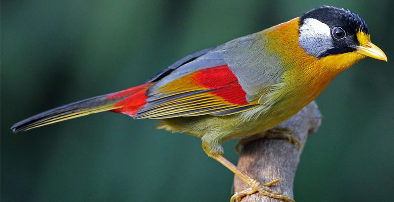 Silver-eared Mesia