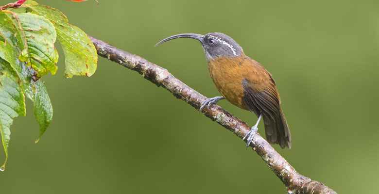 Birding in East Bhutan for Slender-billed Scimitar Babbler