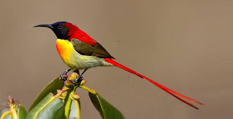 Fire-tailed Sunbird can be found in Jigme Dorje National Park