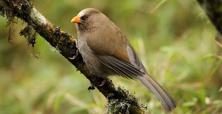 Find Great Parrotbill in Thimphu Valley