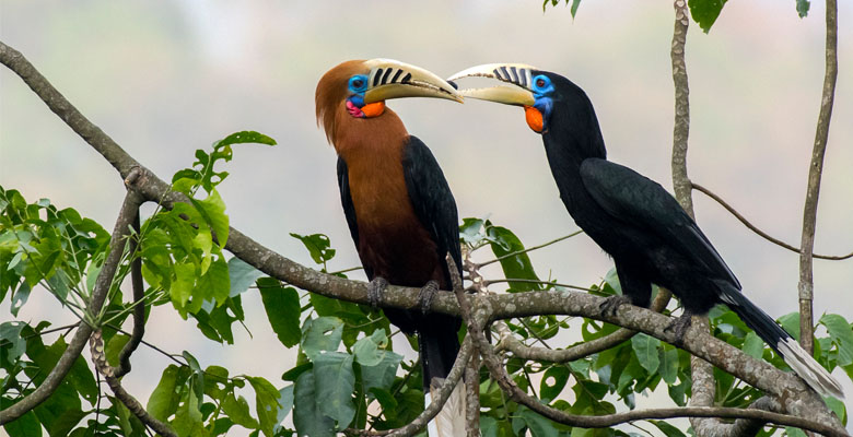 Go to the forests of Tingtibi to spot Rufous-necked Hornbills