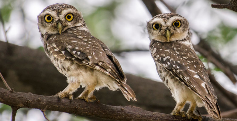 It's possible to see the Spotted Owlet on the route to Lingmethang