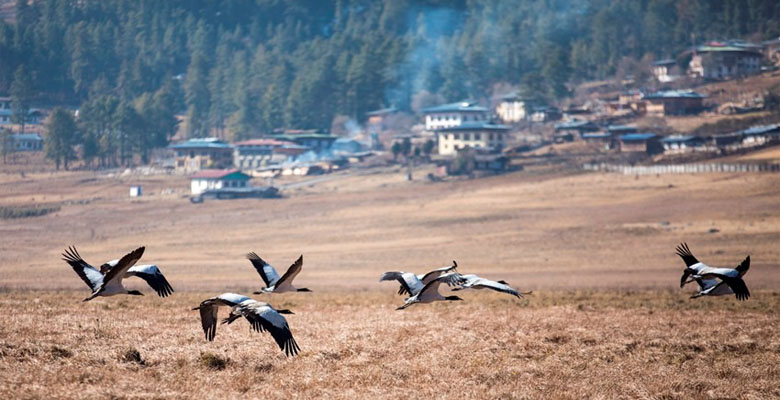 Visit Bhutan in December to see the stunning Black-Necked Cranes