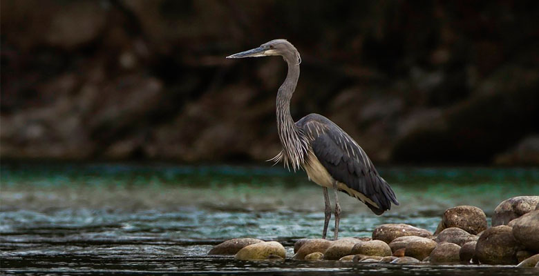 White-bellied Heron