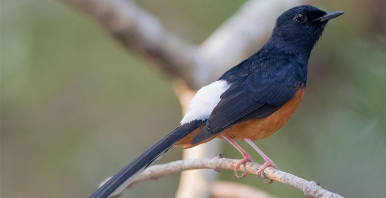 White-rumped Shama