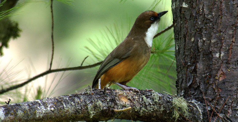 Explore the forests in Zhemgang and sight White-throated Laughing thrush