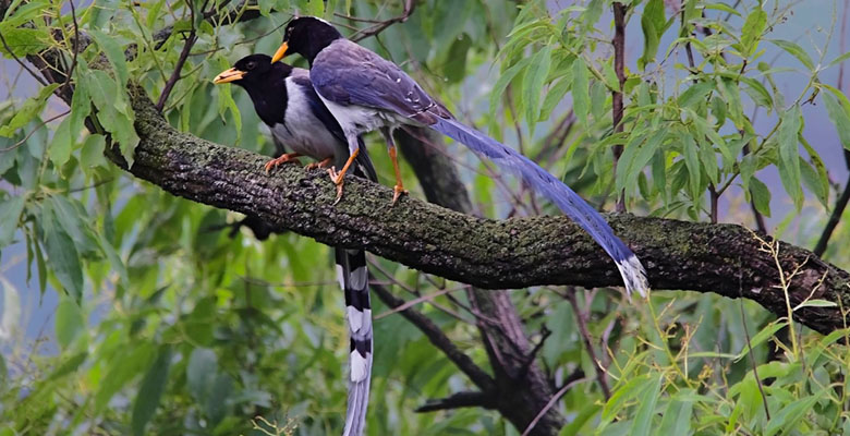 Birding Yellow-billed Blue Magpie in Punakha