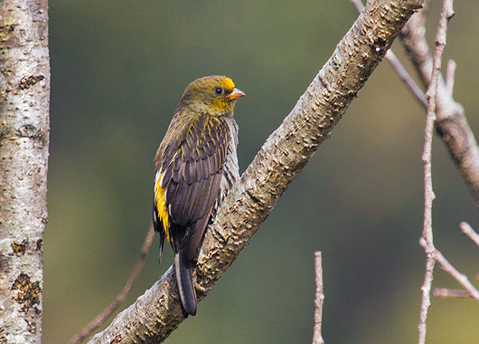 Yellow-rumped Honeyguide