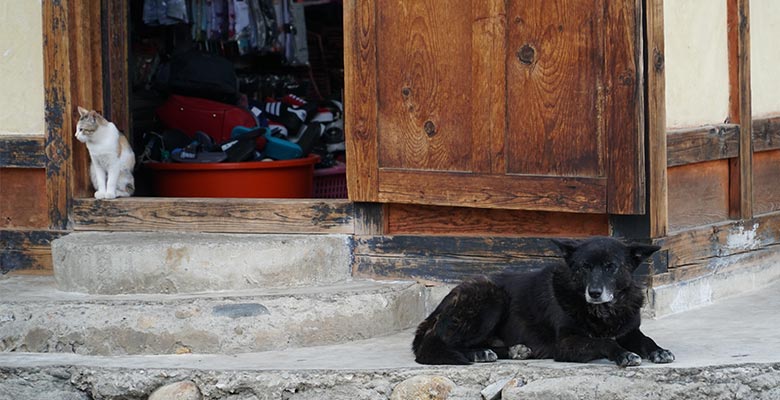 Street Dog in Bhutan