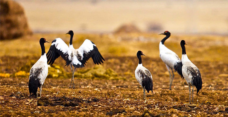 Black-Necked Crane