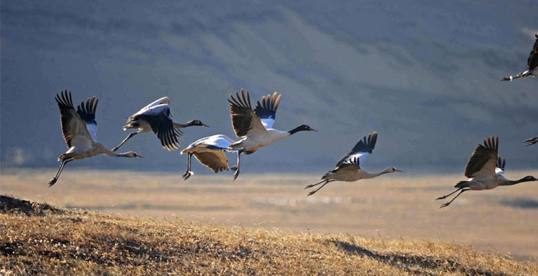 Phobjikha valley is serves as Black-necked Crane in winter