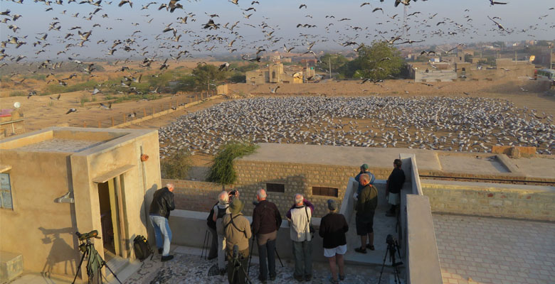 Black Neck Crane information Centre