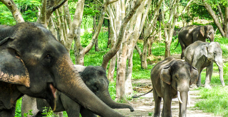 Asian Elephants