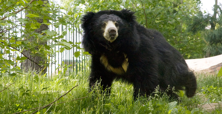 Black Bears of Manas National Park