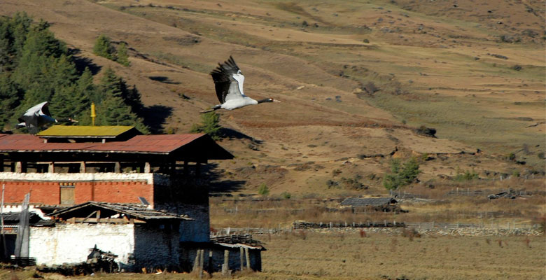 Black-Necked Cranes are a protected species in Bhutan