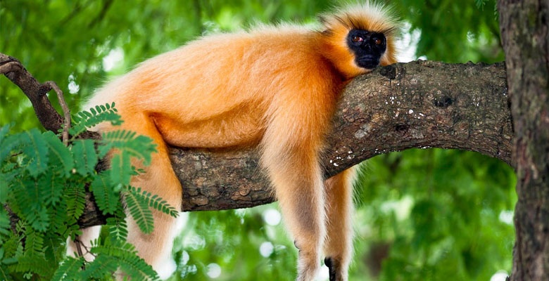 Golden Langur