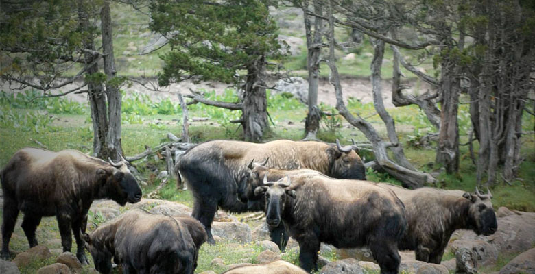 Takin is the National Animal of Bhutan