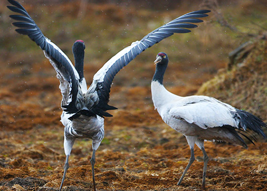 Diverse Flora and Fauna