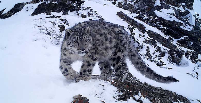 Snow leopard